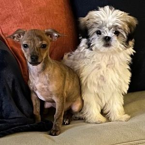 Meet your Posher, Joni